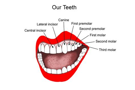 Premolars And Molars Labeled Chart