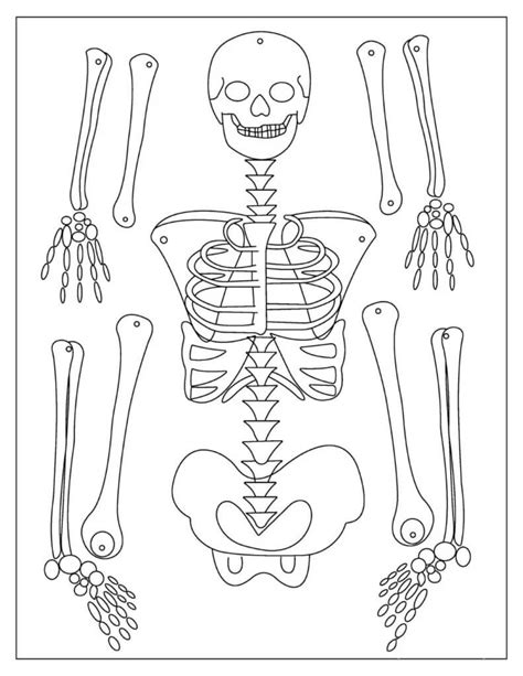 Esqueleto Perfeito Para Colorir Imprimir E Desenhar Colorirme