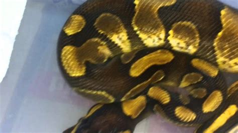 > animals>snakes>pythons>ball python morphs>enchi ball pythons (babies). Enchi Calico & Pewter males! New Ball Pythons! - YouTube