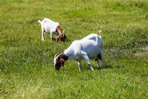 Goat Farm Stock Photos Pictures And Royalty Free Images Istock