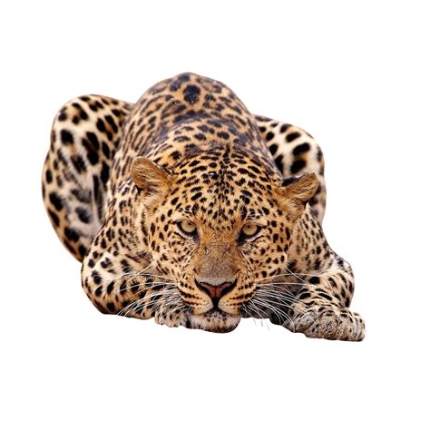 Transparent Leopard Print Png Png Image Collection