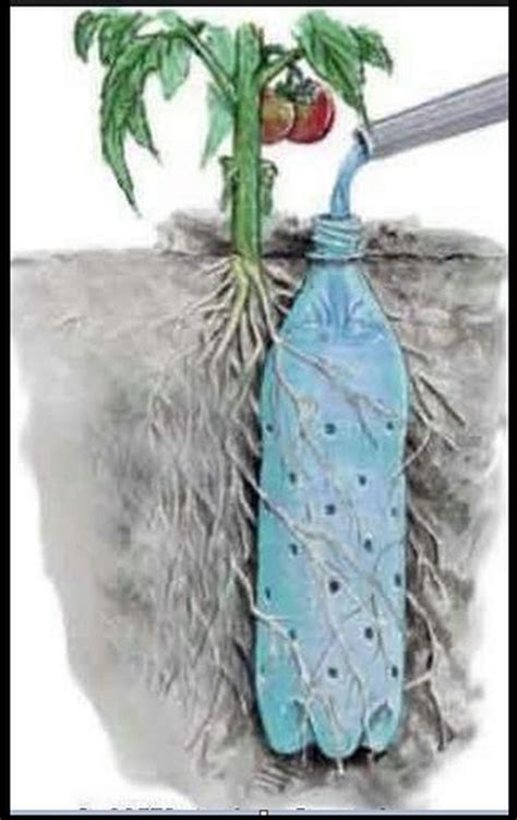 Underground Self Watering Recycled Bottle System