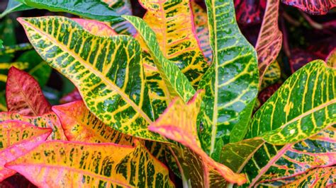 Croton How To Grow And Care For Croton Plants The Old Farmers Almanac