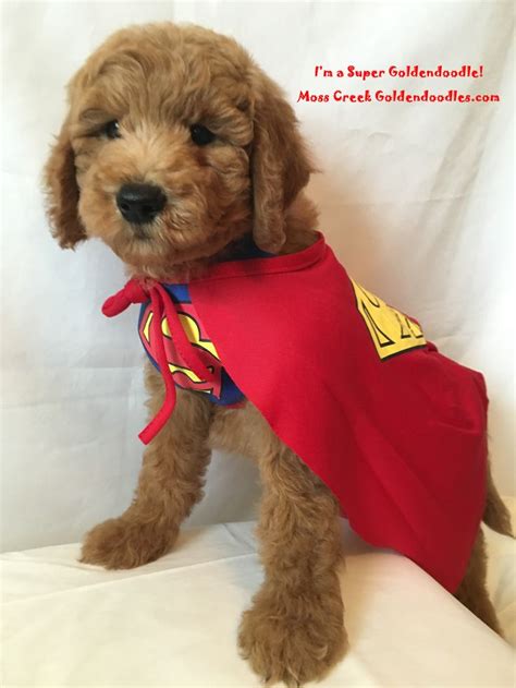 Check spelling or type a new query. 17 Best images about Goldendoodle puppies from Moss Creek ...