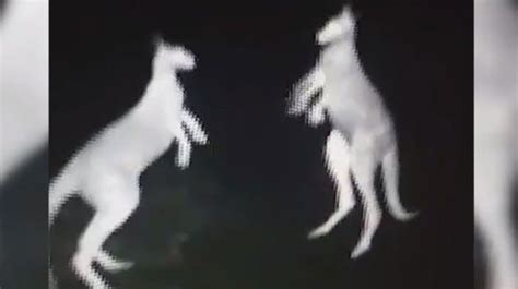 Kangaroo Boxing Match Captured On Infrared Video Ksro