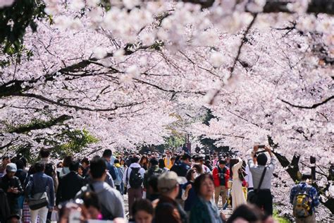 Cherry Blossom Reports 2019 Kyoto Petals Starting To Fall