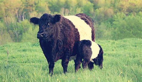 Get To Know Galloway Cow And Belted Galloway Cattle Breeds Hobby Farms