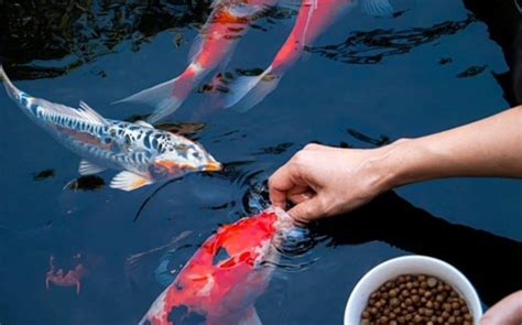 14 Best Pond Fish Foods Compared Your Aquarium Guide