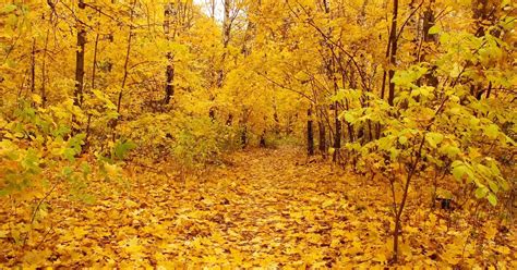 Nature Autumn Yellow Forest Leaves Field Fallen Okay Wallpaper
