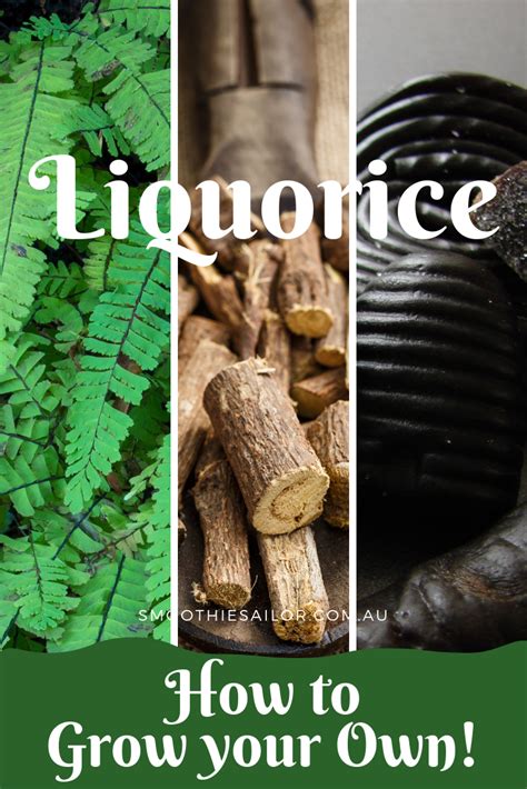 Liquorice How To Grow Where Propagation Harvest And Storage