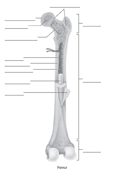 Long bones include the humerus this image represents the parts of a long bone. Label the parts of a long bone. | Chegg.com