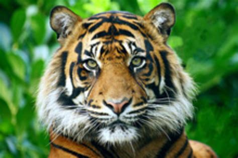 Tigers And Humans Tangle In Sumatra Both Sides Lose Discover Magazine