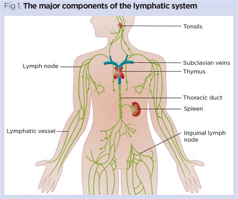 Organs Of The Lymphatic System And Their Functions