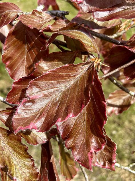 Fagus Sylvatica Tricolor Varigated Beech Nangle And Niesen