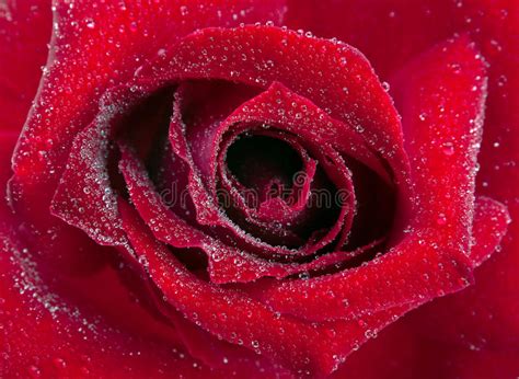 Red Rose Flower Stock Photo Image Of Single Petal Closeup 20521534