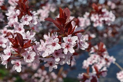 Polish your personal project or design with these flower branch transparent. Free picture: plant, bloom, tree, blossom, cherry, flower ...