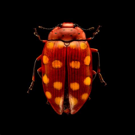 Microsculptures: Insect Portraits by Levon Biss | Daily design ...