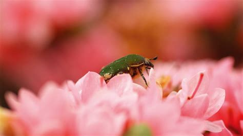 Estampados geométricos texturas patron geometrico colores estampados de animales fondos de papel papel tapiz fondo elegante telas. papel tapiz de pantalla verde de insectos pequeños ...