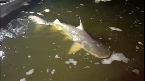 Fishing In Guyana Kurupukaris Monsters Lau Lau Part 1 Youtube