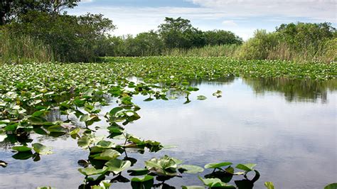 Everglades National Park Wallpapers Wallpapers All Superior