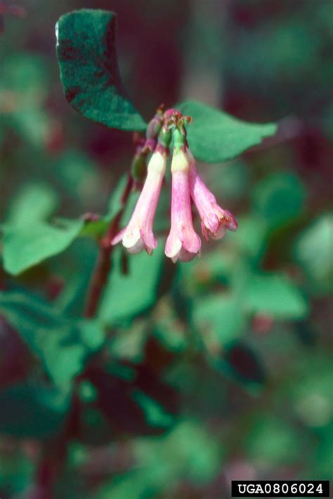 Mountain Snowberry Symphoricarpos Oreophilus