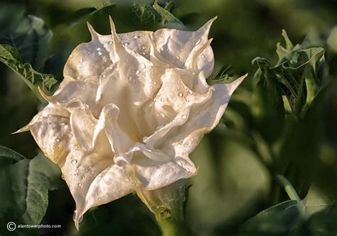 Double White Datura Stack Tower Photography