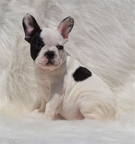 We aspire to kennel are dogs in the wilderness with. French Bulldogs in Los Angeles