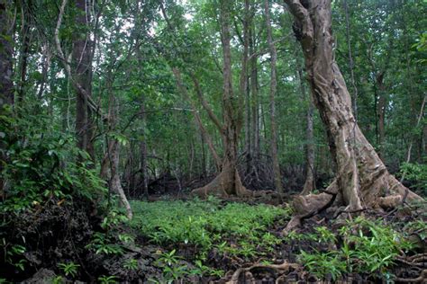 Bagaimana indonesia menangani kebakaran hutan di masa lalu? Ratusan Ribu Hektare Hutan di Jawa Barat Masih Kritis ...