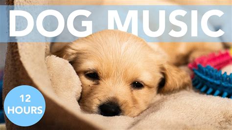 12 Hours Of Calming Music For Dogs Soothe Anxiety