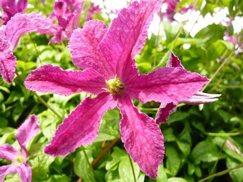 Клематис ксерксес ( clematis xerxes ). Clematis viticella 'Abundance'