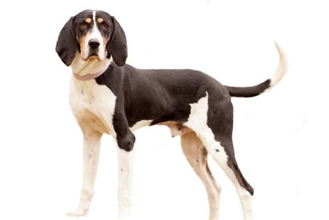They aren't considered fully grown until they are 2 years old. American English Coonhound | Paws N Pups