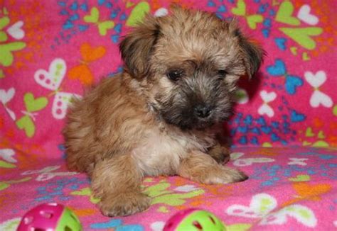 Get a boxer, husky, german shepherd, pug, and more on kijiji, canada's #1 local classifieds. Morkie Puppy for Sale - Adoption, Rescue for Sale in Eau ...