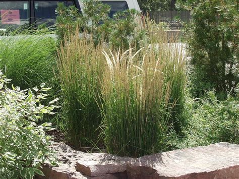 This ornamental grass thrives in wet soils, yet tolerates dry conditions. Overdam Feather Reed Grass...©photo ArborTanics Inc ...