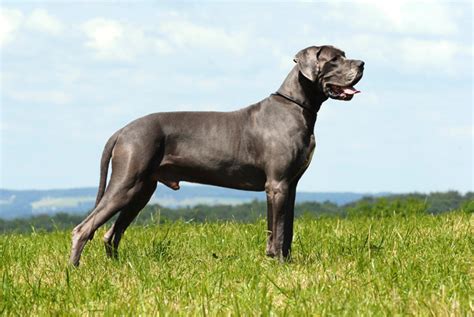 10 Large Dog Breeds That Are Gentle Giants — Photo Gallery