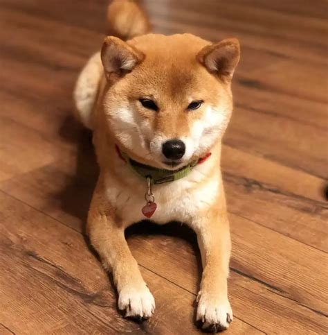 14 Adorable Facts About Shiba Inu The Paws