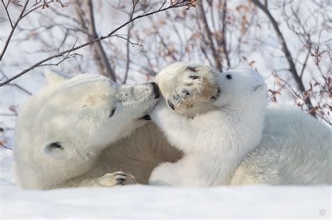 Wallpaper Mammals Polar Bears Baby Animals Snow 2048x1365