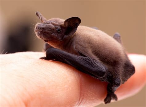 Bat Puppies Accurate Pest Control Ny