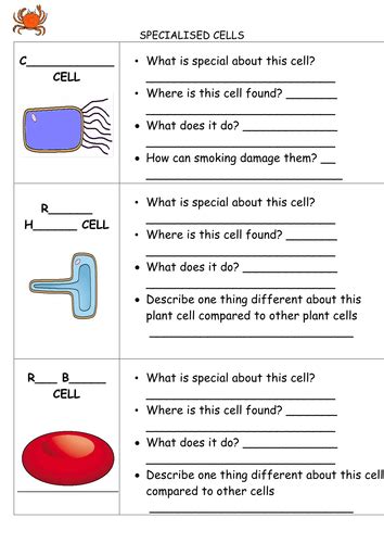 Specialized Cells Ppt And Differentiated Activity Teaching Resources