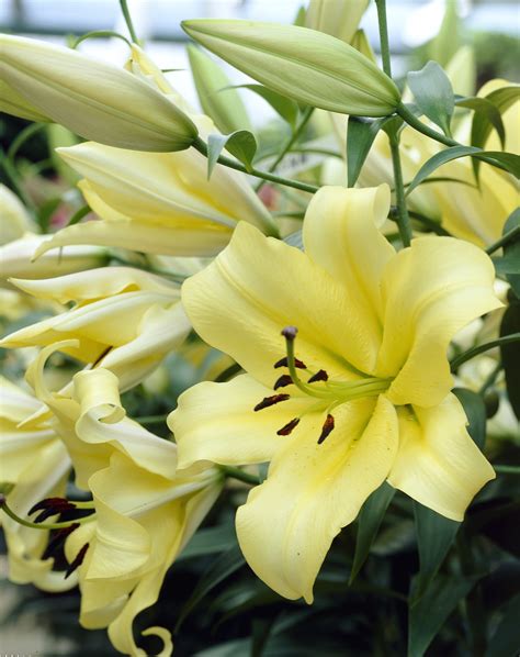 Fragrant Lilies For Your Summer Garden Longfield Gardens