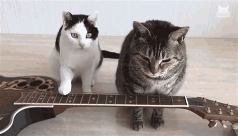 Cats Playing Guitar Cats Playing Instruments  Catsplayingguitar