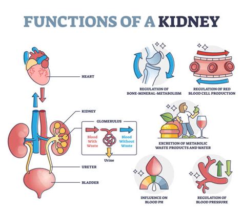 Kidney Labeled Illustrations Royalty Free Vector Graphics And Clip Art