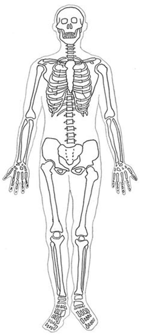 Skeleton Outline With Skeleton Images Collection 41 Chandrakant In