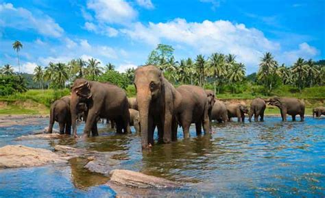 Grand Tour Of Sri Lanka Srilanka Tour Package Holiday In Sri Lanka