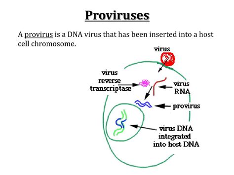 Ppt Prokaryotes And Viruses Powerpoint Presentation Free Download Id