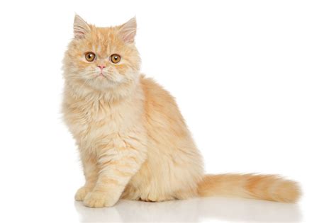 Persian Cat Breed History Character And Temperament Of The Persian Cats