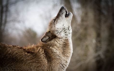 Download Wallpaper 3840x2400 Wolf Howling Predator Wildlife 4k Ultra
