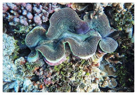 Snorkeling Huraa 1 Giant Clam Tridacna Maxima Beach Heaven Maldives