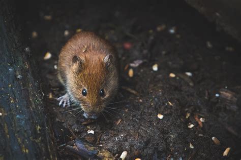 Close Up Photography Of Brown Mouse · Free Stock Photo