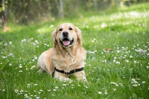 How To Create A Dog Friendly Garden Witsend Dog Training And Behaviour