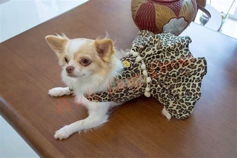 Petch Dog Dress Cute Chihuahua Chiwawa Dog Dresses